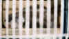 fouine001.jpg (115793 octets)